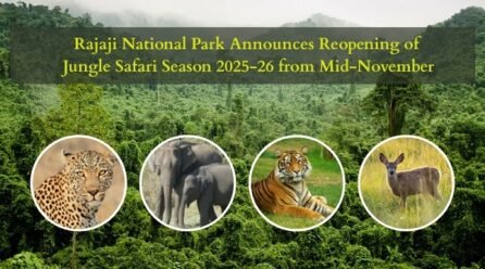 Rajaji National Park Announces Reopening of Jungle Safari Season from Mid-November